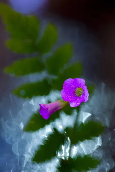 Dew Drop Flowers Macro Lens — Stockfoto