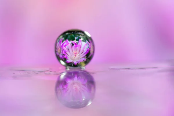 Soyut yağlı boya fırça, çiy damlacıkları otu ve pembe çiçek yansıtan bir bıçak yakından