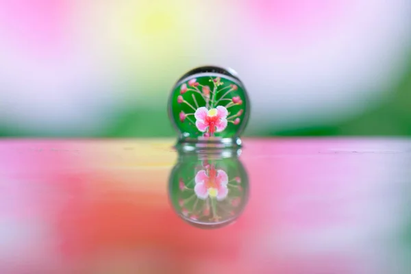 페인트 브러시 분홍색 잔디의 잎에이 방울을 가까이 — 스톡 사진