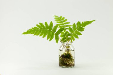 Eğreltiotu beyaz arkaplanda izole