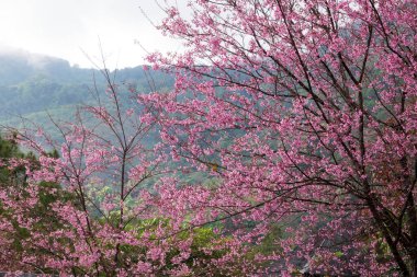 kiraz çiçeği yolu chiang Mai, Tayland