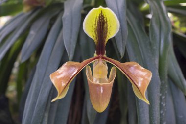 Parkta Paphiopedilum orkidesi çiçekleri, Tayland