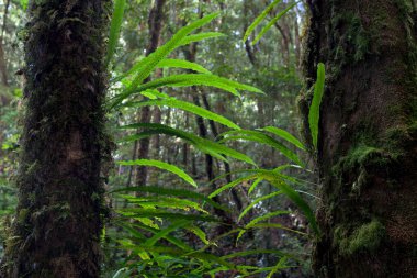 Tropikal bahçesi, tropikal eğreltiotu, parazit bitkisi olan dev bir ağaç.