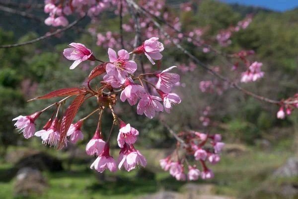 Cherry Blossom Pathway Chiang Mai Thailand — Stock Photo, Image