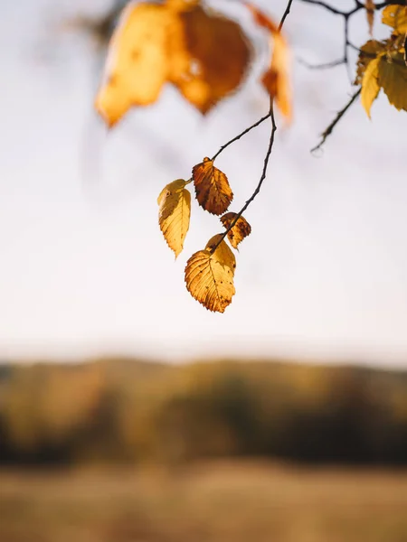 Gałąź Jesiennymi Żółtymi Liśćmi Przestrzeń Kopiowania — Zdjęcie stockowe