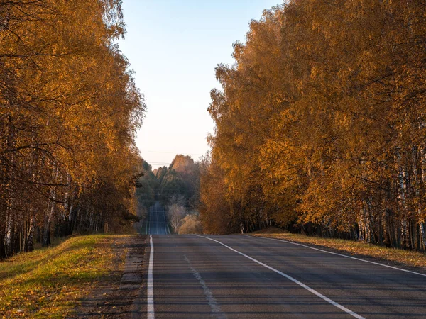 Autumn Road Country Landscapes Yellow Autumn Birches Selective Focus Golden — Stock Photo, Image