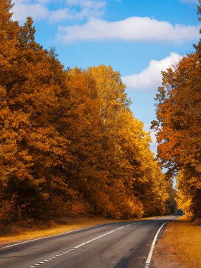 Şehrin dışındaki sonbahar ormanı yolu.