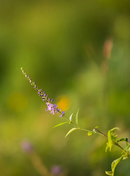 Petite Fleur Violette Sur Fond Vert Par Une Journée Ensoleillée Images De Stock Libres De Droits