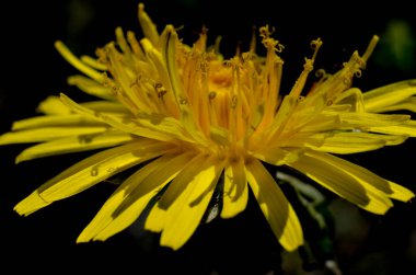 Düşük tuşlu sarı çiçek makrosu