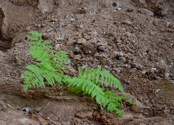 Çölde yeşil eğrelti otu