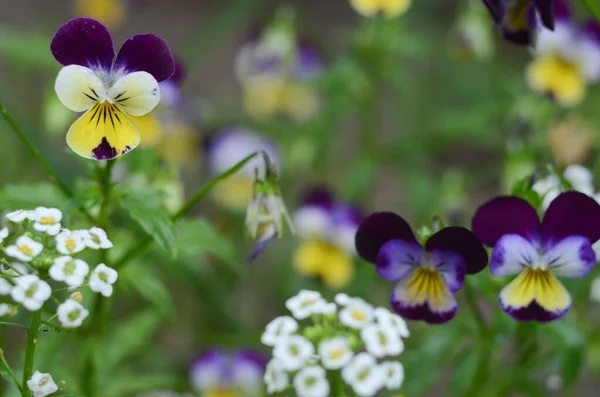 Menekşe, beyaz ve sarı çiçekler