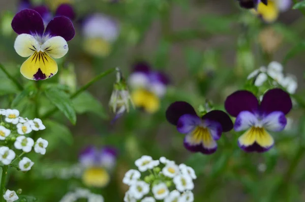 Menekşe, beyaz ve sarı çiçekler 