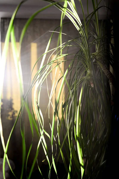 yeşil çimenler ışığın içinden