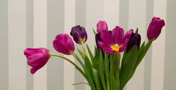 Arkaplanı çizgili mor laleler