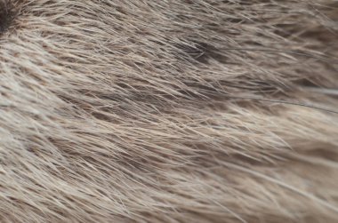 kedi yünü mikro dokusu