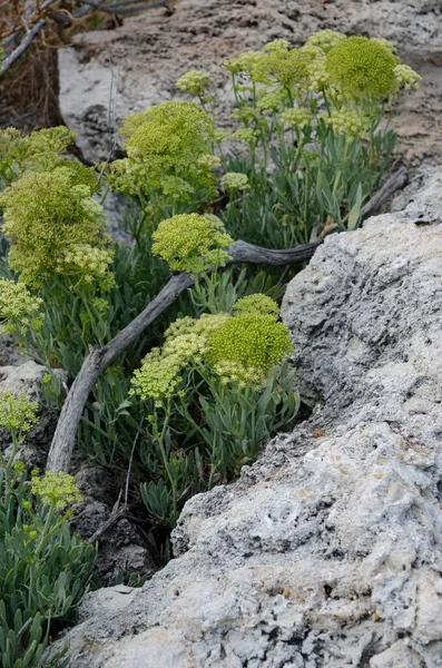 Taşta yeşil bitki yetişiyor. 