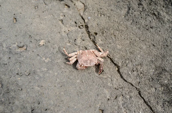 Rock Coast Makro 'sunda yengeç filmleri