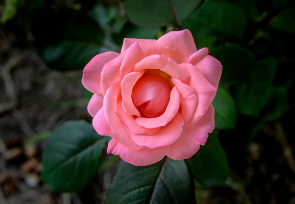 Ortadaki makroda güzel pembe bir çiçek