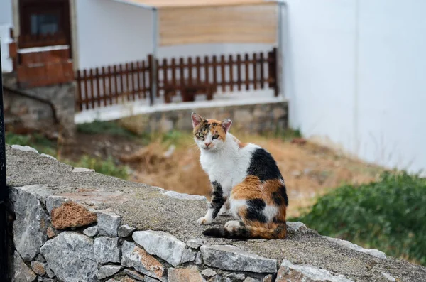 Yunan kedisi taş bir çitte oturuyor