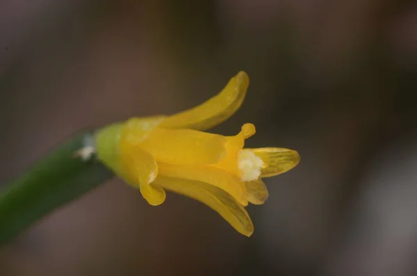 Жовтий Мікро Квітка Дробу — стокове фото