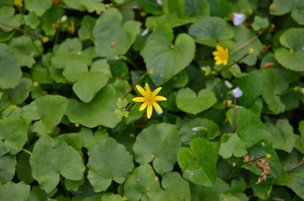 Żółty Kwiat Nad Zielonymi Liśćmi — Zdjęcie stockowe
