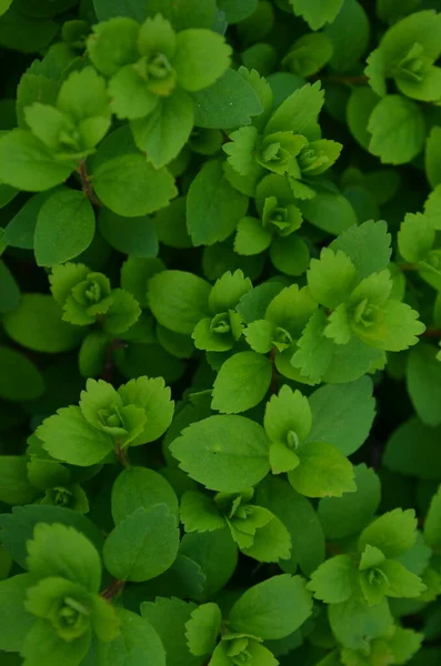 Melissa 'nın yeşil doğal geçmişi