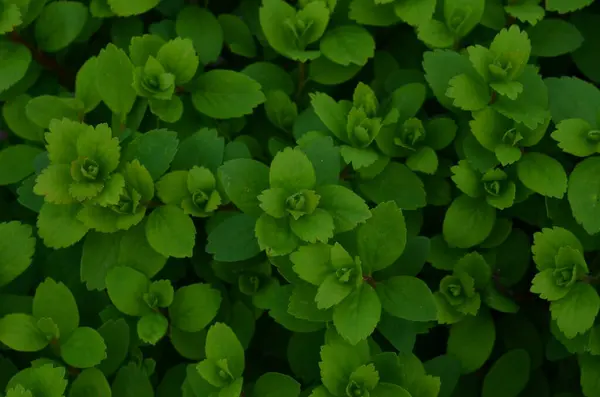 Melissa 'nın yeşil doğal geçmişi