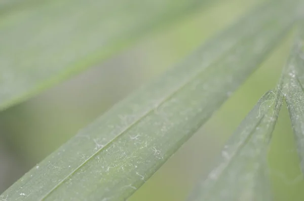 yeşil palmiye yaprağı arkaplanı