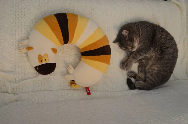 Kedi oyuncağın yanında uyuyor.