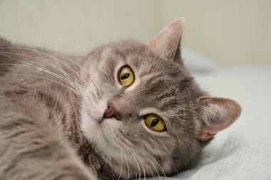 Çok ciddi bir kedi dinlenirken gözlerinin içine bakar.