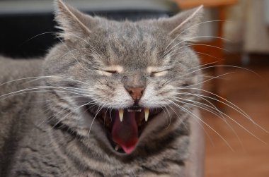 Gülen kedi gözlerinin içine bakar.