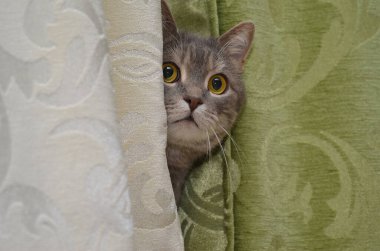 kedi oynamak gizlemek ve aramak