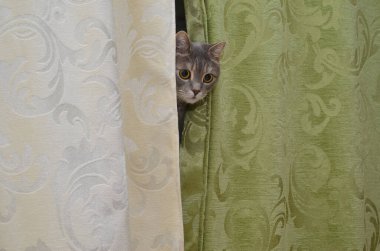 kedi oynamak gizlemek ve aramak