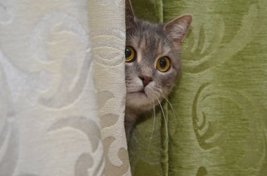 kedi oynamak gizlemek ve aramak