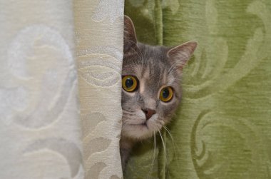 kedi oynamak gizlemek ve aramak