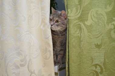 kedi oynamak gizlemek ve aramak