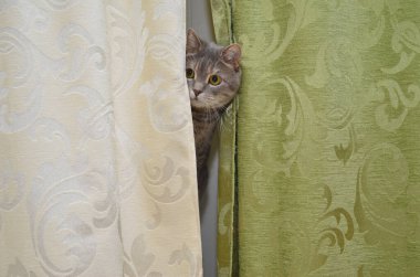 kedi oynamak gizlemek ve aramak