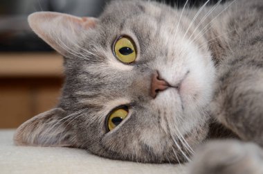 Tembel kedi ışığı yakala 