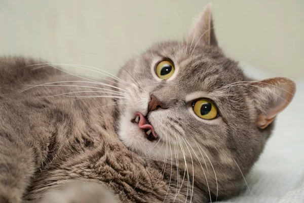 Çok ciddi bir kedi dinlenirken gözlerinin içine bakar.