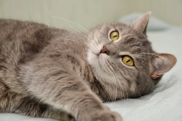 Gato Muito Grave Olha Para Olhos Descansar — Fotografia de Stock