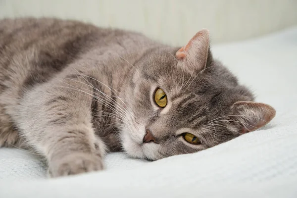 Çok Ciddi Bir Kedi Dinlenirken Gözlerinin Içine Bakar — Stok fotoğraf