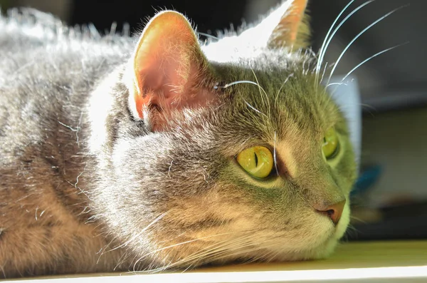 Gato Muito Grave Olha Para Olhos Descansar — Fotografia de Stock