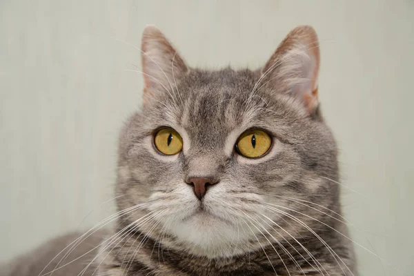 Çok ciddi bir kedi dinlenirken gözlerinin içine bakar.