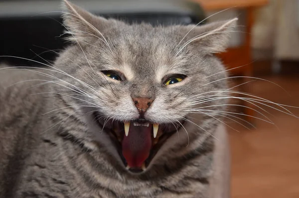 Gato Riendo Mira Los Ojos — Foto de Stock