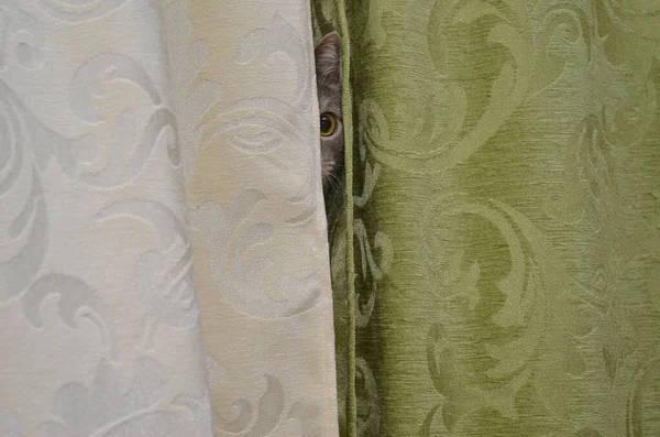 kedi oynamak gizlemek ve aramak