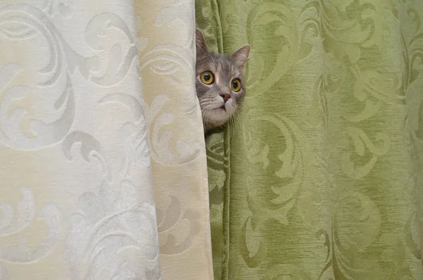 kedi oynamak gizlemek ve aramak