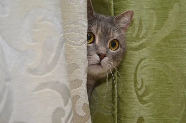 Γάτα Παίζοντας Κρυφτό — Φωτογραφία Αρχείου