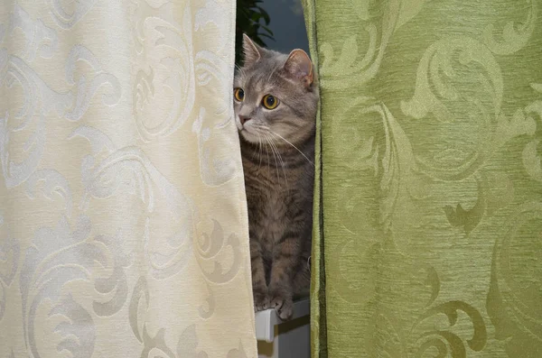 kedi oynamak gizlemek ve aramak