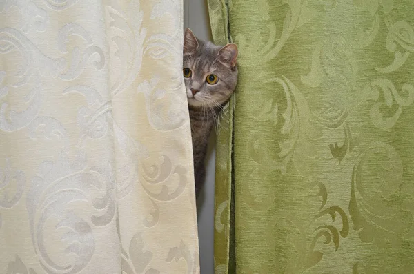 kedi oynamak gizlemek ve aramak