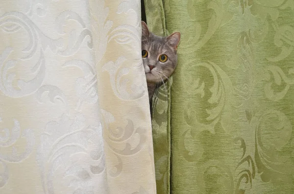 Cat Playing Hide Seek — Stock Photo, Image